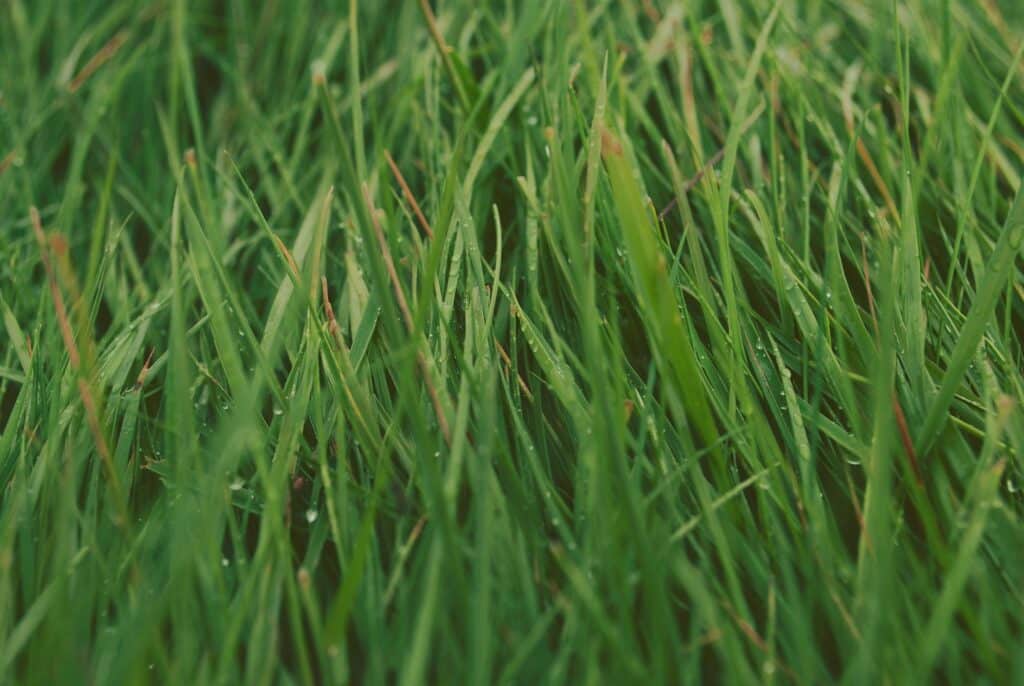 Close up image of green grass blades