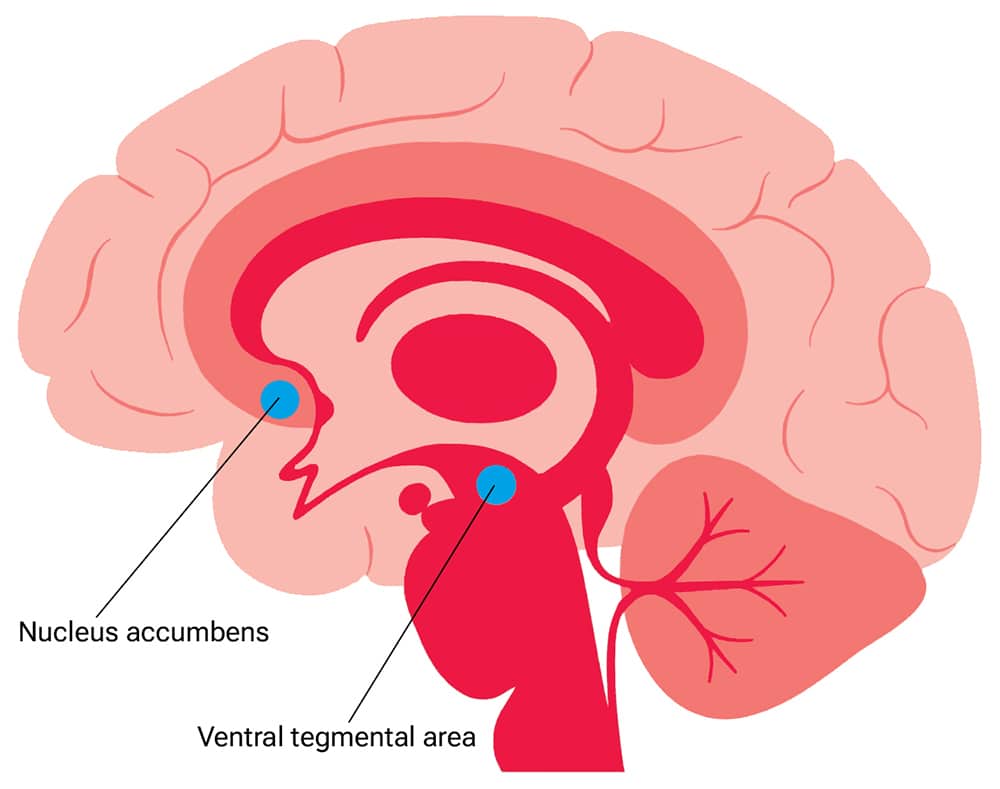 An illustration of a human brain, highlighting the nucleus accumbens (NAc) and the ventral tegmental area (VTA), both areas that are affected by opioid use and how opioids affect the brain.