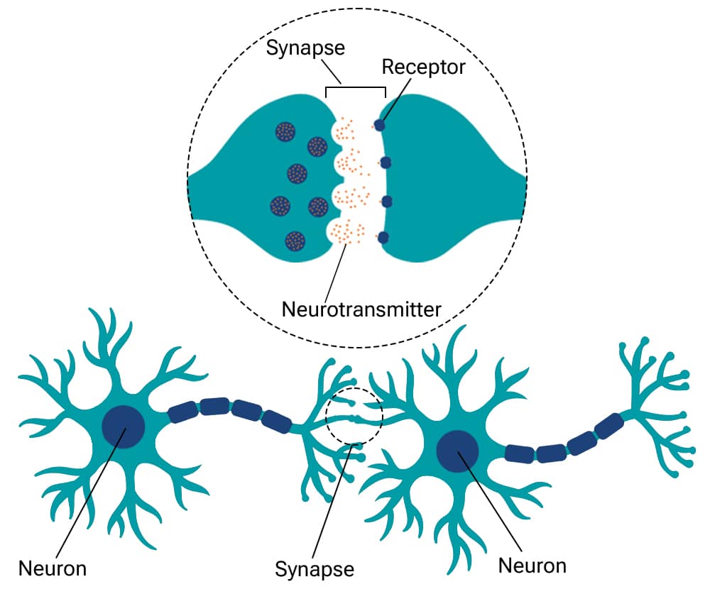 An illustration depicting two neurons connected by a synapse, labeled to showcase the fundamental structure of neuron communication. The larger circle magnifies the synapse area, illustrating the exchange with receptors and neurotransmitters. This diagram is used to show the neuronal pathways and processes and can provide an understanding on how opioids affect the brain.